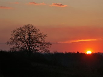 Drzewo bez liści i pola na tle zachodzącego słońca